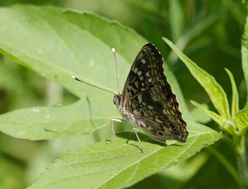 Hackberry Emperor